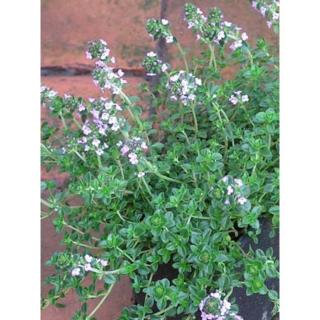 Thymus citriodorus 'Doone Valley' - Tarka kúszó citromillatú kakukkfű