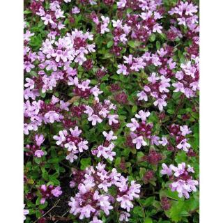 Thymus serpyllum 'Purpurviolet' – Mezei kakukkfű