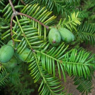 Torreya nucifera – Japán nagymagvú tiszafa