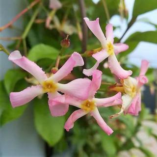 Trachelospermum jasminoides 'Pink Showers' – Csillagjázmin