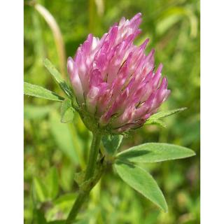 Trifolium medium – Erdei here