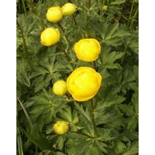 Trollius europaeus - Európai zergeboglár (sárga)