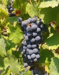 'Turán' vörös borszőlő