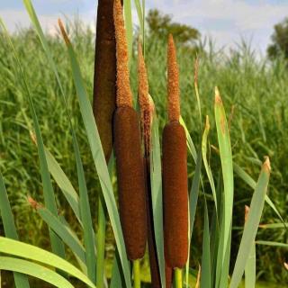 Typha latifolia – Széleslevelű gyékény