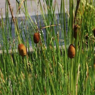 Typha laxmannii – Rizsgyékény