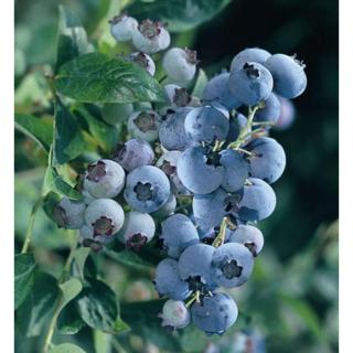 Vaccinium corymbosum 'Bluegold' - Magasbokrú áfonya (cserjés vagy fürtös áfonya)