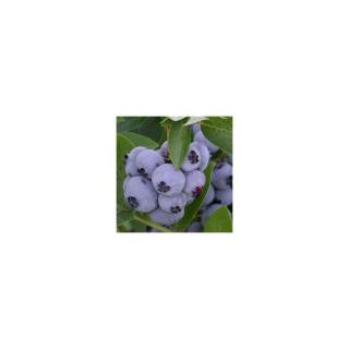 Vaccinium corymbosum 'Bluejay' - Magasbokrú áfonya (cserjés vagy fürtös áfonya)