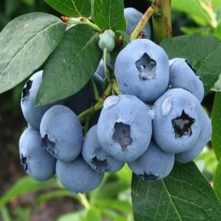 Vaccinium corymbosum 'Denise Blue' – Magasbokrú áfonya (cserjés vagy fürtös áfonya)