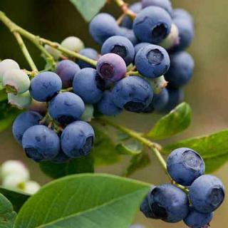 Vaccinium corymbosum 'Earliblue' (syn.: 'Early Blue') – Magasbokrú áfonya (cserjés vagy fürtös áfonya)