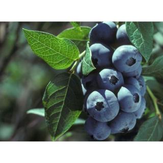 Vaccinium corymbosum 'Elisabeth' - Magasbokrú áfonya (cserjés vagy fürtös áfonya)