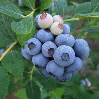 Vaccinium corymbosum 'Legacy' – Magasbokrú áfonya (cserjés vagy fürtös áfonya)