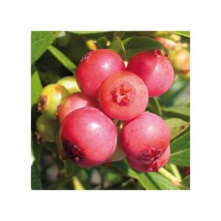 Vaccinium corymbosum 'Pink Lemonade' – Magasbokrú áfonya (cserjés vagy fürtös áfonya)