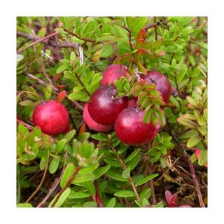 Vaccinium macrocarpon 'Early Black' – Tőzegáfonya