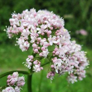 Valeriana officinalis – Macskagyökér (bio földben)