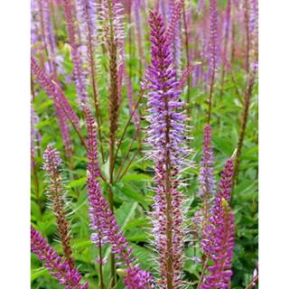 Veronicastrum virginicum 'Adoration' - Virginiai veronika
