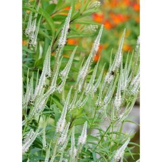 Veronicastrum virginicum 'Diana' – Virginiai veronika