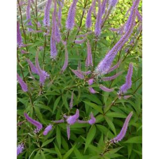 Veronicastrum virginicum 'Temptation' – Virginiai veronika