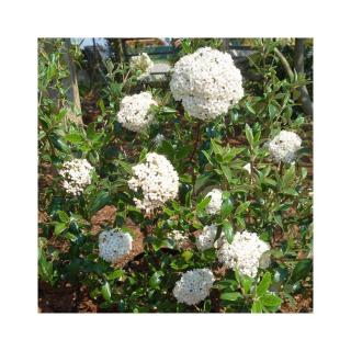 Viburnum burkwoodii 'Conoy' – Tavaszi bangita