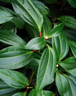 Viburnum cinnamomifolium – Fahéj levelű bangita