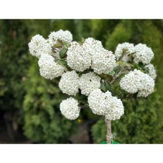 Viburnum 'Eskimo' - Magas törzsű hólabda bangita
