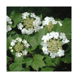 Viburnum opulus – Kányabangita