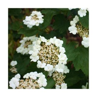 Viburnum opulus 'Ulgen' – Kányabangita