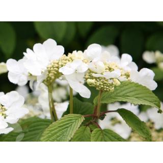 Viburnum plicatum 'Mariesii' - Redős levelű bangita