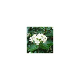 Viburnum tinus – Téli bangita