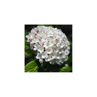 Viburnum x carlcephalum – Illatos bangita