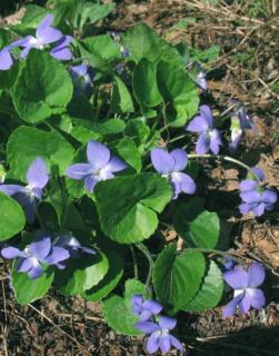 Viola sororia 'Blue Cloud' – Csíkos árvácska
