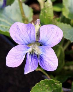 Viola sororia 'Blue Diamond' – Csíkos árvácska