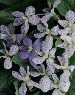 Viola sororia 'Freckles' - Pillangós árvácska