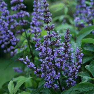 Vitex agnus-castus 'Blue Diddley' – Illatos barátcserje