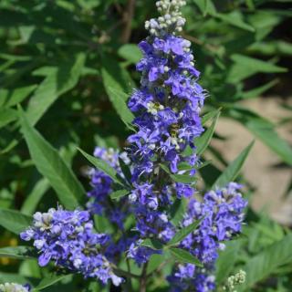 Vitex agnus-castus 'Blue Puffball' – Illatos barátcserje