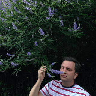 Vitex agnus-castus - Illatos barátcserje