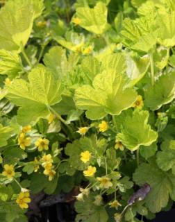 Waldsteinia geoides 'Goldkäfer' – Erdei berkipimpó