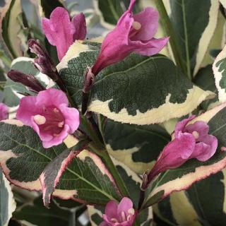 Weigela 'All Summer Monet' – Rózsalonc