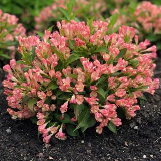 Weigela 'All Summer Peach'® (syn.: 'Slingpink') – Rózsalonc