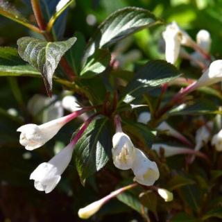 Weigela 'Black and White' – Rózsalonc