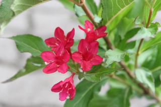 Weigela 'Bristol Ruby' - Piros virágú rózsalonc
