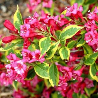 Weigela 'Bristol Ruby Variegata' – Tarkalevelű piros virágú rózsalonc