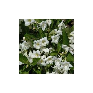 Weigela 'Bristol Snowflake' – Fehér virágú rózsalonc