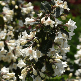 Weigela 'Ebony and Ivory'® – Fehér virágú rózsalonc