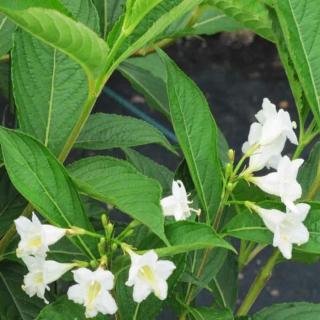 Weigela florida 'Alba' - Rózsalonc