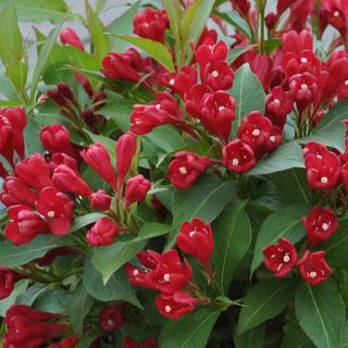 Weigela florida 'All Summer Red' (syn.: ’Crimson Kisses’, 'Slingco 1’) - Folyton-nyíló rózsalonc