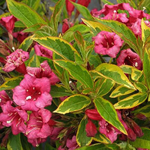 Weigela florida 'Brigela'® (syn.: 'Moulin Rouge'®) - Sárga-tarka levelű rózsalonc