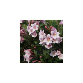 Weigela florida 'Polka' – Rózsalonc