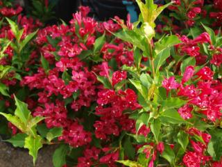 Weigela florida 'Red Prince' - Piros virágú rózsalonc