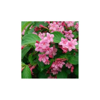 Weigela florida 'Styriaca' – Rózsalonc