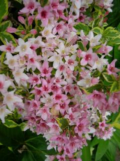 Weigela florida 'Variegata' -Tarka levelű rózsalonc